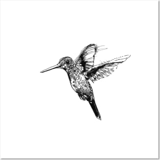 Hummingbird Ink Drawing Posters and Art